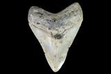 Fossil Megalodon Tooth - North Carolina #92433-1
